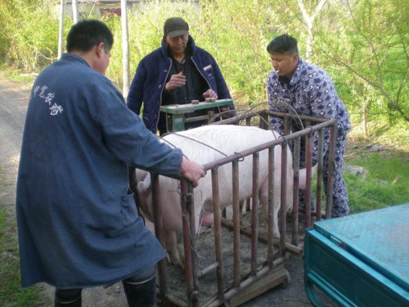 土猪养殖：回归传统，打造健康美味餐桌